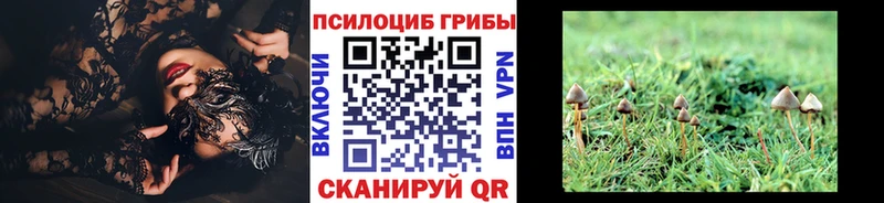 Псилоцибиновые грибы Psilocybe  Лахденпохья 